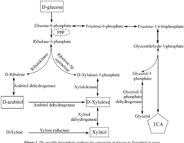 Pengaruh xylitol terhadap kadar gula darah penderita diabetes.