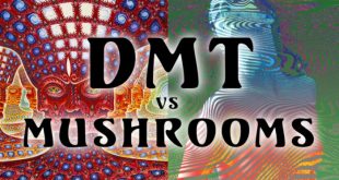 Perbandingan efek DMT2 dengan zat psikedelik lainnya seperti psilocybin