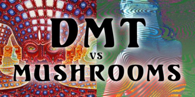 Perbandingan efek DMT2 dengan zat psikedelik lainnya seperti psilocybin