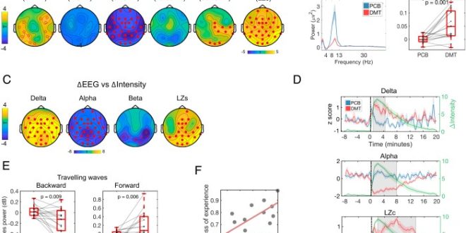 Studi ilmiah terbaru mengenai efek neurologis DMT2 pada otak manusia